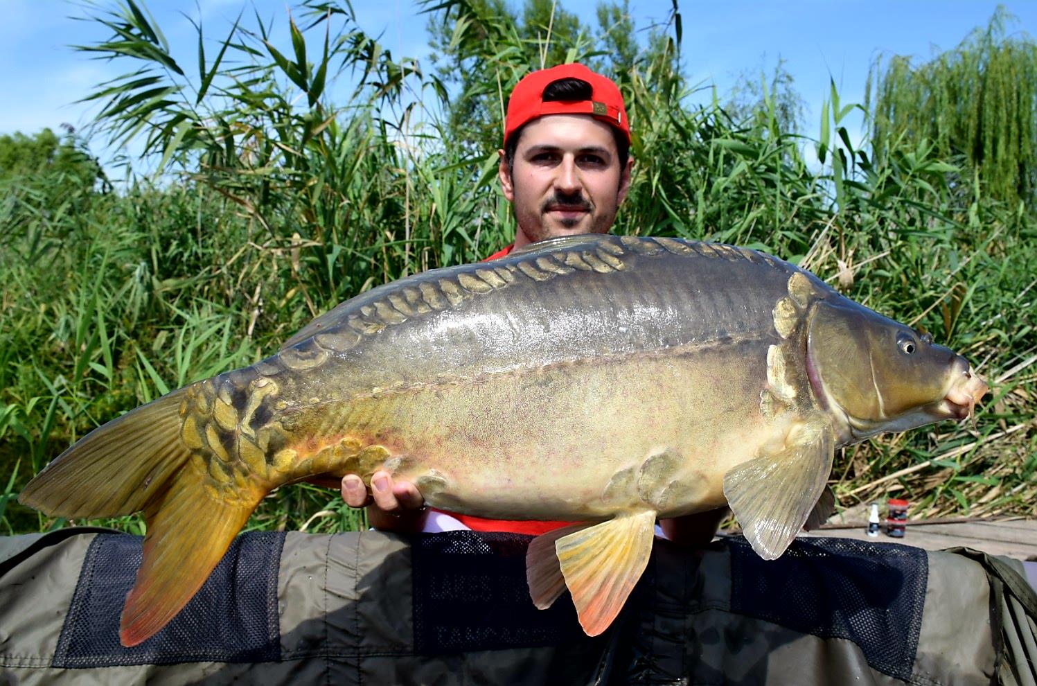 Tancabesti 5 - 8 sep. - 10 kg